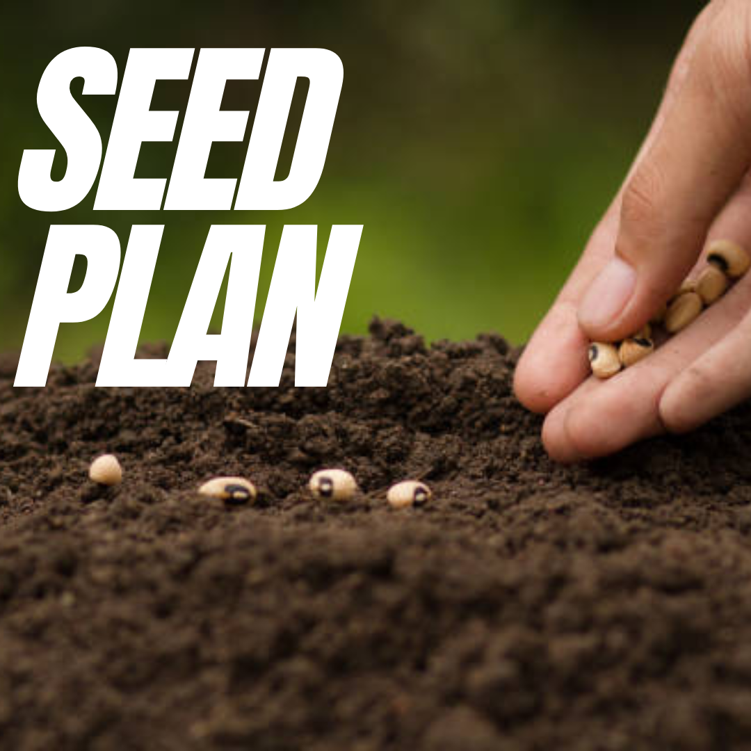 Seed Plan – BO International